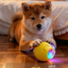 主图-05 Automatic dog walking ball
